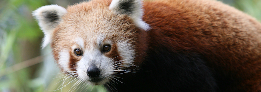 Un panda roux au zoo Le PAL