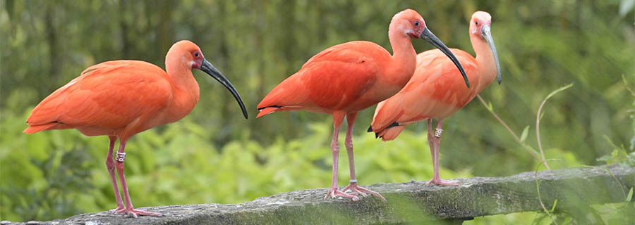 Trois Ibis rouges sur un morceau de bois