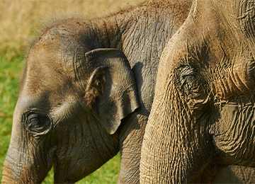 Deux têtes d'éléphants du parc animalier Le PAL