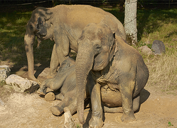 Trois éléphants au parc animalier Le PAL