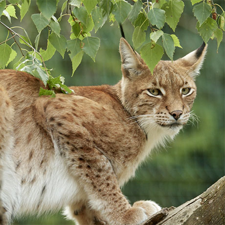 Gros plan sur un Lynx d'Europe au zoo Le PAL