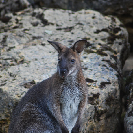 Wallaby de Bennett au par Le PAL dans l'Allier