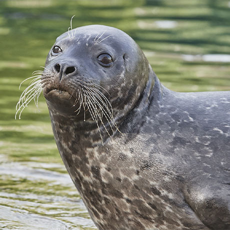 Gros plan sur la tête d'un phoque veau marin au parc animalier Le PAL