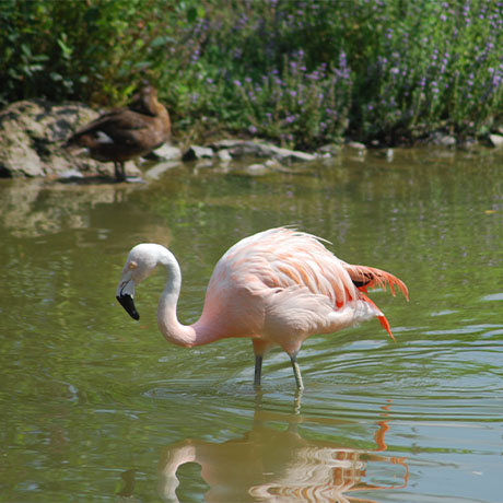 Flamant du Chili debout dans l'eau au parc animalier Le PAL