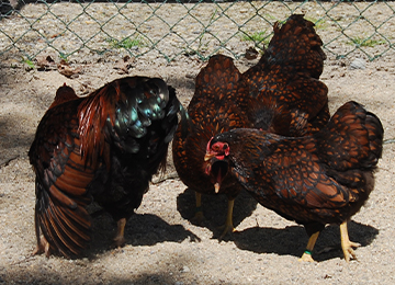 Quatre poules  Wyandottes aux jolies plumes au zoo Le PAL en Auvergne