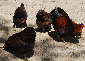 Quatre poules  Wyandottes avec des beaux reflets sur le plumage au parc animalier Le PAL