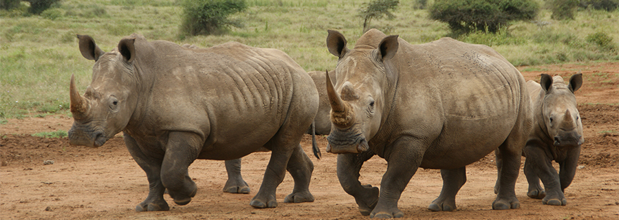 Trois rhinocéros blancs qui marchent au parc animalier Le PAL dans l'Allier