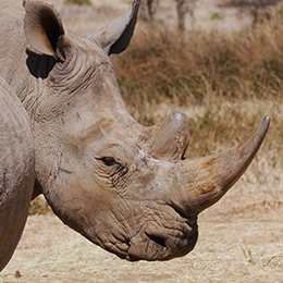 Gros plan sur la tête d'un rhinocéros blanc au parc Le PAL dans l'Allier