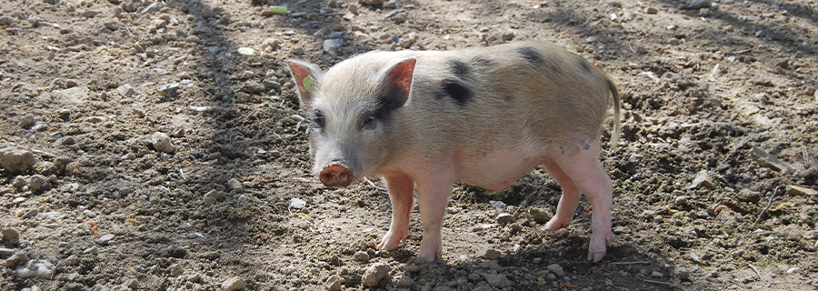 Petit cochon nain au parc animalier Le PAL dans l'Allier