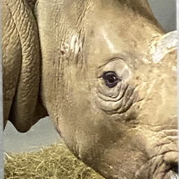 Gros plan sur la tête et l'œil du rhinocéros blanc au parc animalier Le PAL