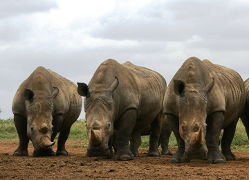 Trois rhinocéros blancs aux cornes importantes au parc animalier Le PAL