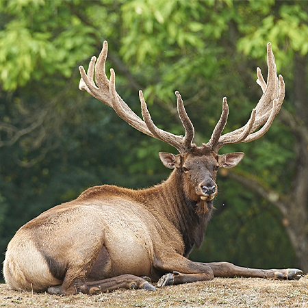 Grand et beau cerf du père David au bois majestueux au parc animalier Le PAL