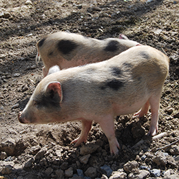 Deux petits cochons nains aux taches noires au parc animalier Le PAL en Auvergne