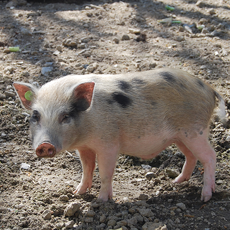Petit cochon nain au parc animalier Le PAL en Auvergne