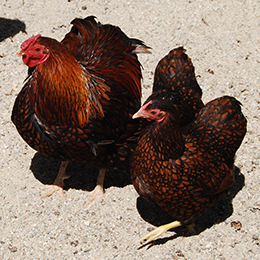 Gros plan sur deux poules  Wyandottes aux jolis plumages au parc animalier Le PAL au cœur de l'Allier