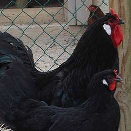 Gros plan sur deux poules de la Flèche au parc animalier Le PAL dans l'Allier