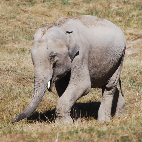 Un éléphant se baladant au parc animalier Le PAL
