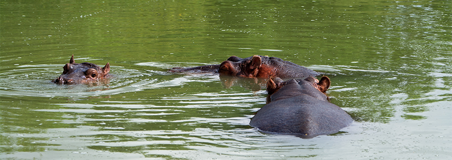 Famille d'hippopotames profitant de l'eau du lac africain du parc Le PAL dans l'Allier