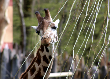 Ela, girafe de Rothschild qui mange les branches d'arbres du PAL
