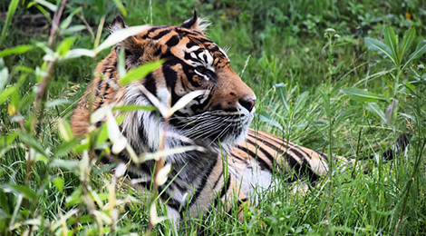 Taru, our Sumatran tiger
