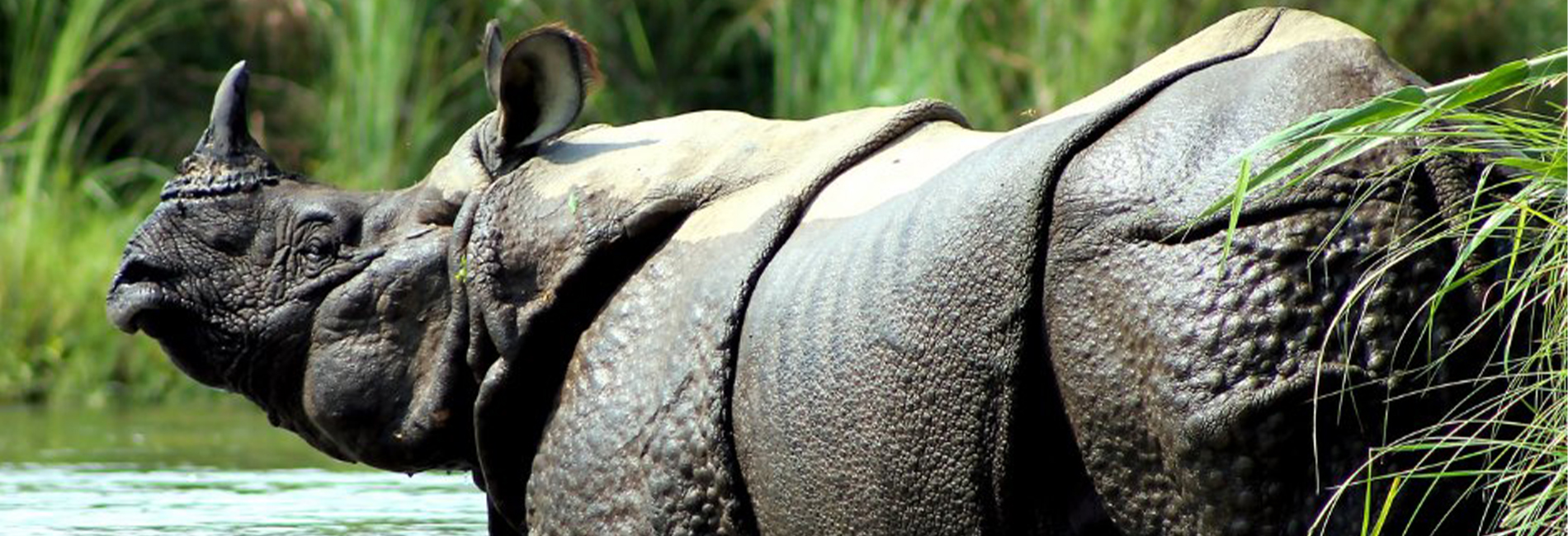 Save the Rhino Association for the Protection of the Rhinoceros