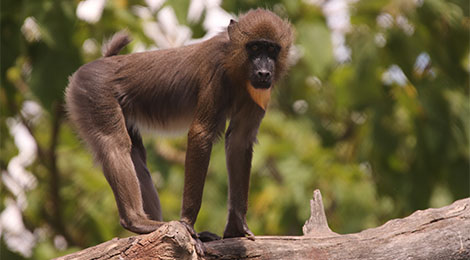 Dyellow, our mandrill