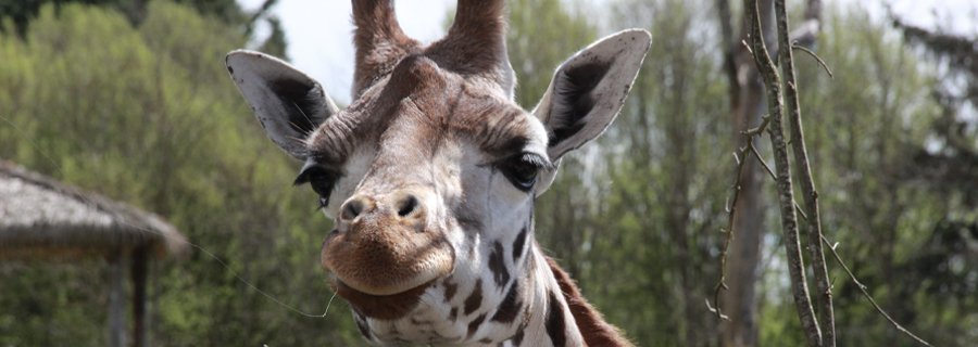 Gros plan sur la tête d'Ela, la girafe de Rothschild du PAL, parc animalier en Auvergne