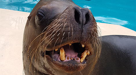 Henry, our Patagonian sea lion
