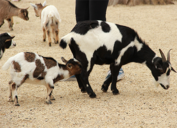 Bébé chèvre naine et sa maman au zoo Le PAL dans l'Allier