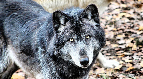 Kenaï, our wolf from Canada