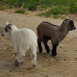 Deux petites chèvres naines blanche et noire au zoo Le PAL dans l'Allier