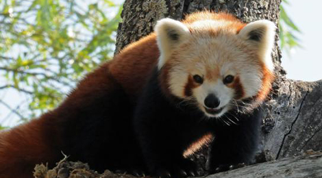 Naoki, our red panda