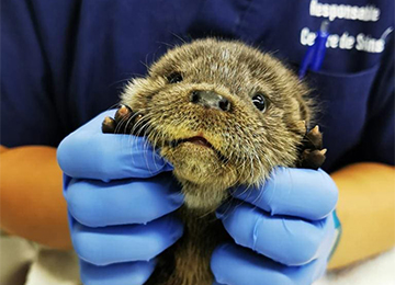 Le Réseau Centres de Soins Faune Sauvage : Association for the care of wild animals in distress in France, make a donation - Fondation Le PAL Le Réseau Centres de Soins Faune Sauvage : Association for the care of wild animals in distress in France, make a donation - Fondation Le PAL