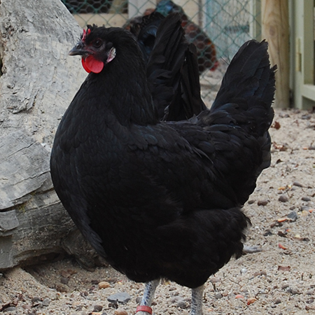 Gros plan sur une poule de la Flèche noire au parc animalier Le PAL en Auvergne