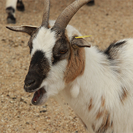 Chèvre naine avec cornes au parc animalier Le PAL