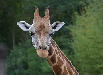 Gros plan sur la tête d'Ela, girafe de Rothschild du parc animalier Le PAL