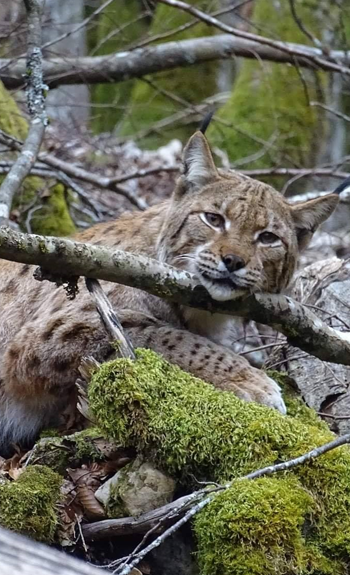 Un dialogue primordial sur les lynx - Le PAL zoo et parc d'attractions