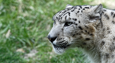 Maleo, our snow leopard