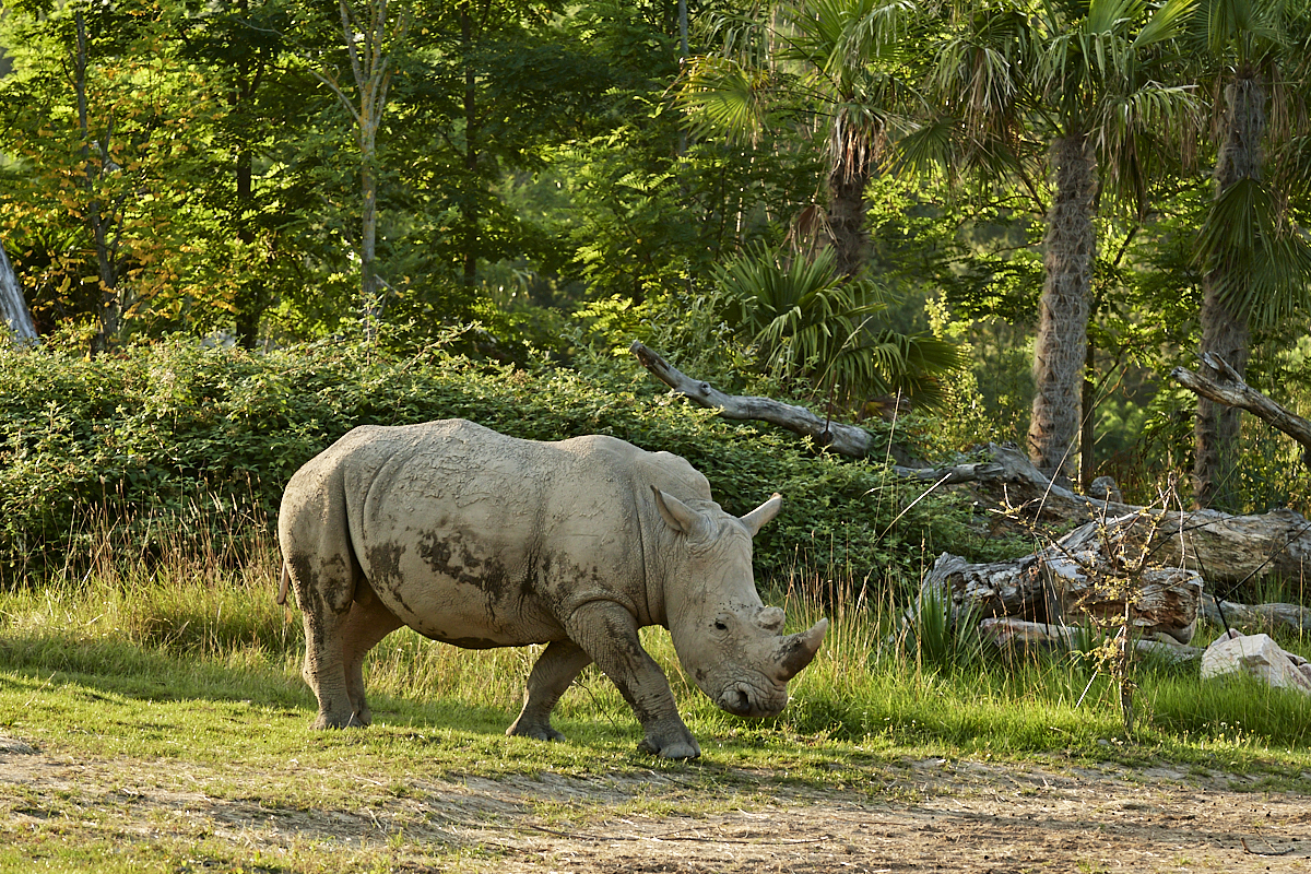 rhinoceros