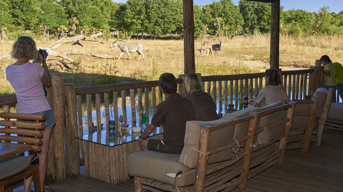 Stunning views of zebras, ostriches, cranes and wildebeest!