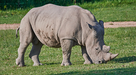 Mac, our white rhinoceros