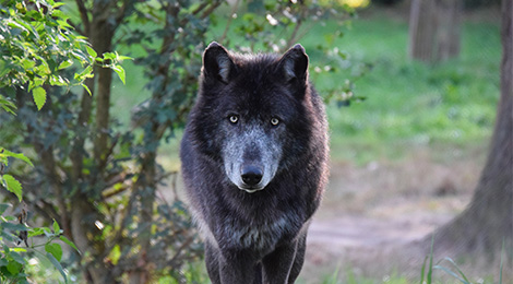 Loki, our wolf from Canada