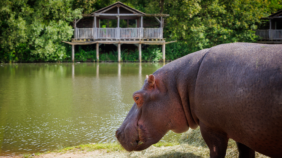 Parental bedroom of a Hippopotamus Lodge at Le PAL park