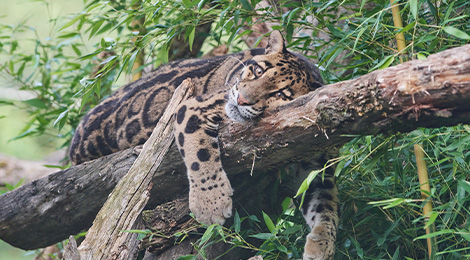 Sao, our clouded leopard