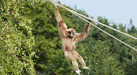 Feeding the gibbons