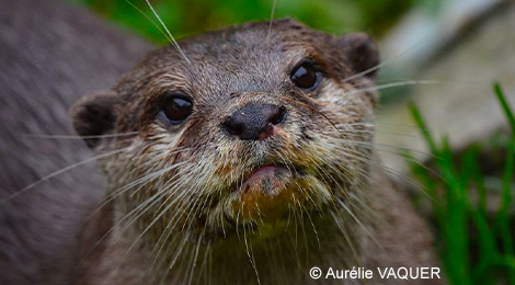 Oriental small-clawed otter