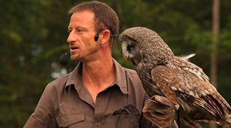 Birds in flight show