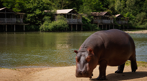 Educational animation of hippos