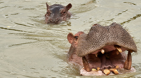 Feeding hippos