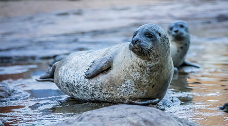 Educational activity of seals and sea lions